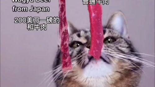 娱乐吃瓜酱小猫,揭秘娱乐圈那些不为人知的幕后故事