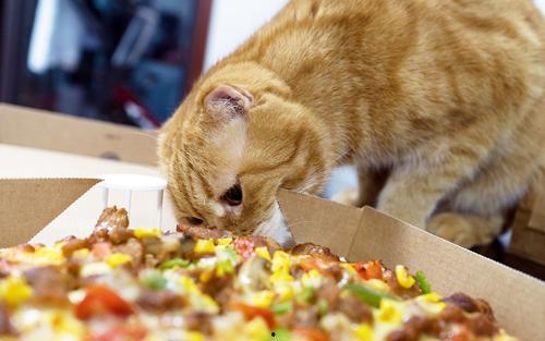 猫猫永不为奴娱乐吃瓜酱,揭秘娱乐圈幕后趣闻