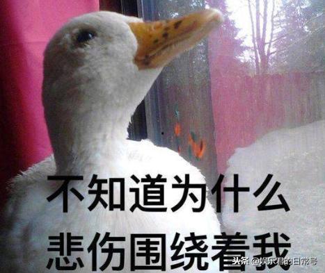 娱乐吃瓜酱鸭鸭视频